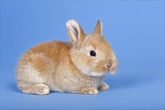 Domestic Rabbit (Oryctolagus cuniculus forma domestica)