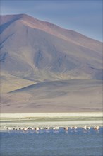 Salar del Huasco and James's Flamingos (Phoenicoparrus jamesi)