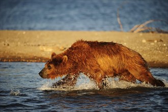 Brown Bear (Ursus arctos) hunting for salmon in the water