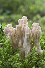 Ramaria fungus species