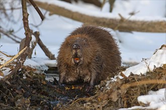 European Beaver (Castor fiber)