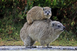 Rock Hyrax (Procavia capensis) adult female with young on back