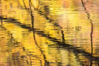 Branches of a tree reflected in autumnally coloured water
