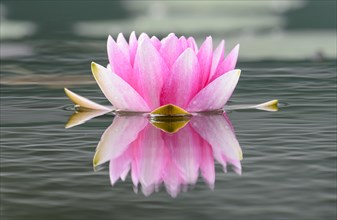 Water lily (Nymphaea)