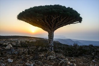 Socotra Dragon Tree or Dragon Blood Tree (Dracaena cinnabari)
