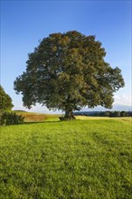 Old Lime Tree (Tilia)