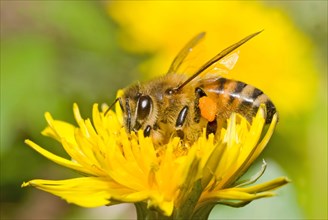 A Western Honey Bee (Apis mellifera) on a Dandelion flower (Taraxacum)