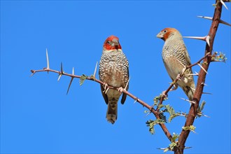Red-headed Finches (Amadina erythrocephala)