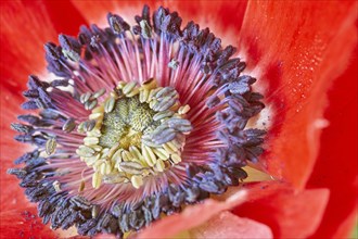 Poppy Anemone or Spanish Marigold (Anemone coronaria)