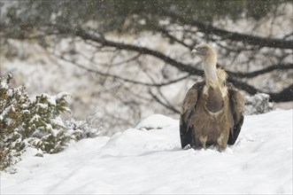 Griffon Vulture (Gyps fulvus) in the snow