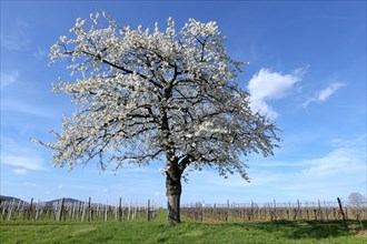 Cherry tree (Prunus avium) in blossom in a vineyard