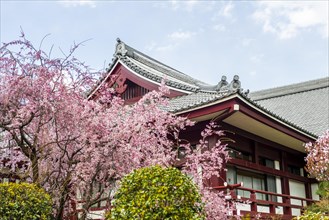 Temple roof with blossoming cherry trees