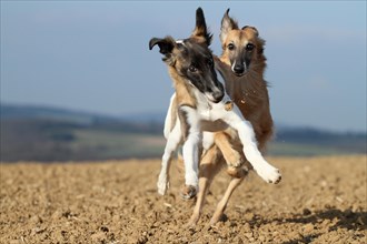 Silken Windsprite dogs