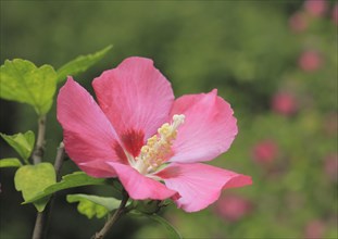 Rose mallow (Hibiscus syriacus)