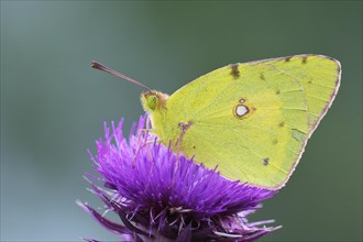 Pale Clouded Yellow (Colias hyale) on a flower