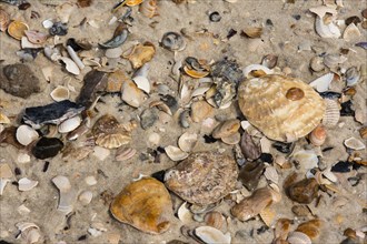 Pacific Oysters (Crassostrea pacifica)
