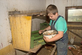 Farmer's son collecting chicken eggs