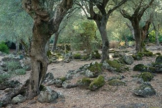 Olive grove near the Santa Cristina fountain sanctuary