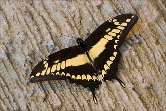 King Swallowtail (Papilio thoas)