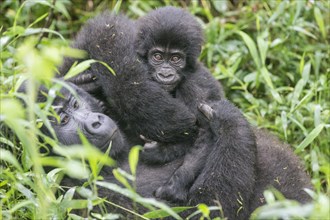 Mountain Gorilla (Gorilla beringei beringei) of the Nkuringo group with young