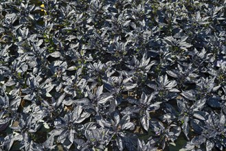 Chilli plant bed with black infrutescence and black leaves