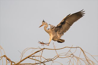 Young grey heron (Ardea cinerea) approaching tree
