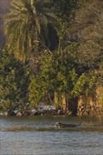 Wild Bengal Tiger (Panthera tigris tigris) crossing the water of a lake