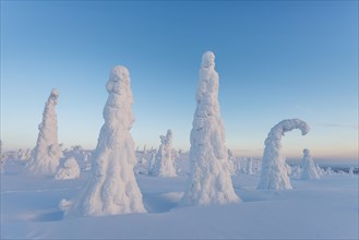 Snow-covered trees