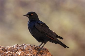 Pale-winged starling (Onychognathus nabouroup)