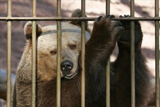 European brown bear (Ursus arctos) in the cage behind bars
