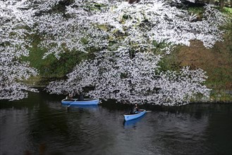 Canal with rowing boats in front of blooming cherry trees on a canal at night