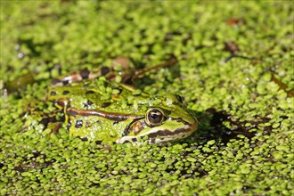 Green frog (Pelophylax esculentus) lurks camouflaged between duckweeds (Lemna minor)
