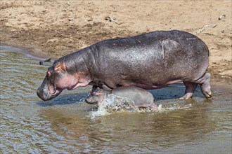 Hippopotamus (Hippopotamus amphibius) adult female with young