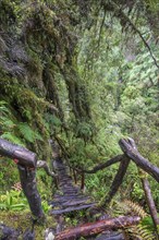 Hiking trail through the cold rain forest to the Cascadas Bajas
