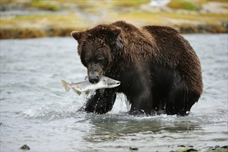 Brown Bear (Ursus arctos) crossing the river with salmon in its mouth