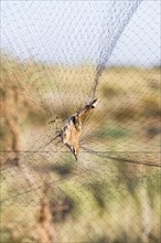 Rufous-tailed Scrub Robin (Cercotrichas galactotes) caught in mist net for research