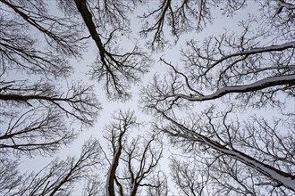 Bare treetops from below