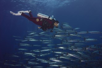 Diver swimming with a school of Blackfin Barracudas (Sphyraena qenie)
