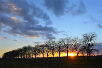 Row of trees in the sunset