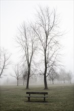 Bare trees and a park bench with fog