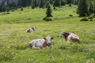 Domestic cattle lying in the grass