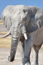 African Elephant (Loxodonta africana)