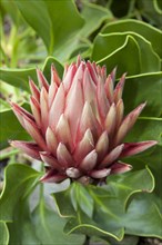 King Protea (Protea cynaroides)