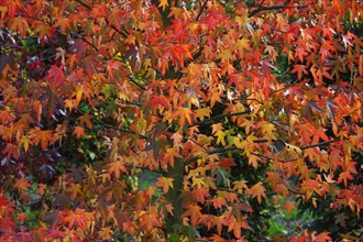 American sweetgum (Liquidambar styraciflua) in autumn colors