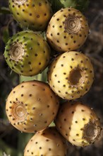 Prickly pears (Opuntia ficus-indica)