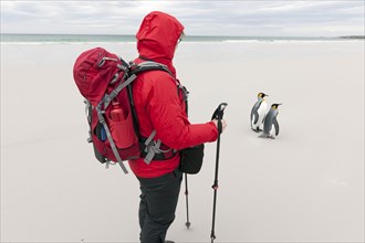 Female hiker and King Penguins (Aptenodytes patagonicus)