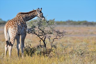 Young Giraffe (Giraffa camelopardalis)