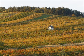 Autumnal vineyards