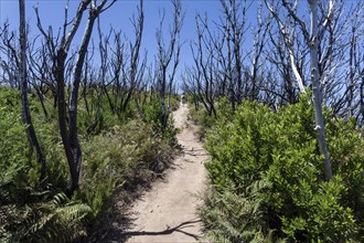 Walking path to Garajonay between charred tree trunks