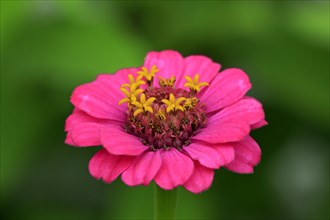 Zinnia (Zinnia elegans)